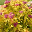 Double Play Candy Corn Spiraea has clusters of pink flower blooms on bright yellow leaves