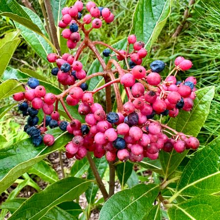 Picture for category Viburnum Bushes