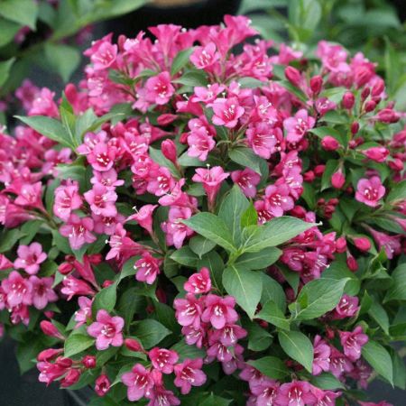 Picture for category Weigela 