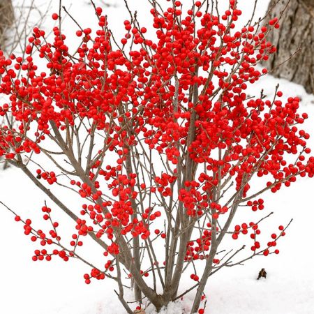 Picture for category Winterberry 