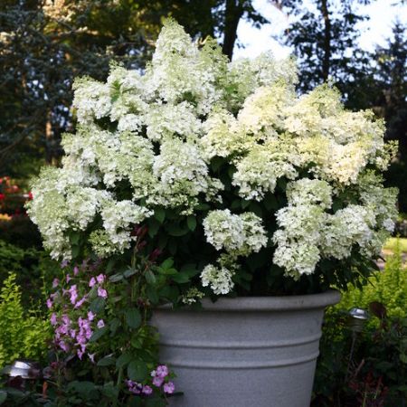 Picture for category Low Maintenance Shrubs