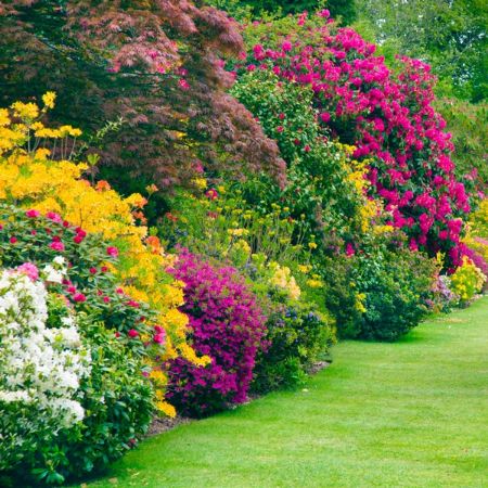 Picture for category Bushes & Shrubs by Flower Color