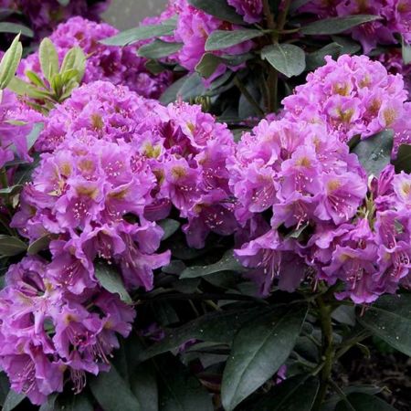 Picture for category Purple Flowering Shrubs