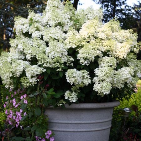 Picture for category White Flowering Shrubs