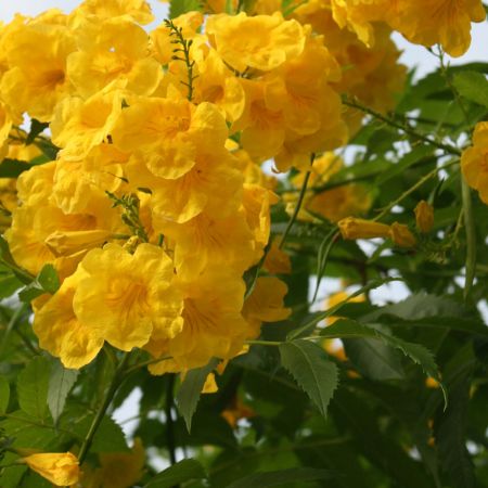 Picture for category Yellow Flowering Shrubs