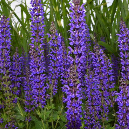 Picture for category Blue Flowering Perennial Plants