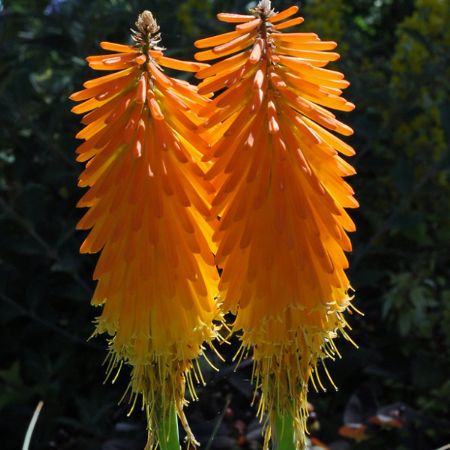 Picture for category Orange Flowering Perennials