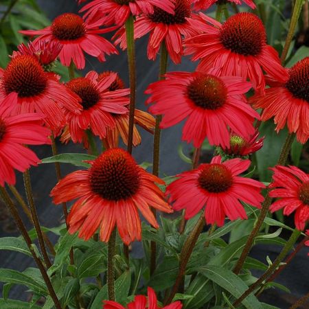 Picture for category Red Flowering Perennials