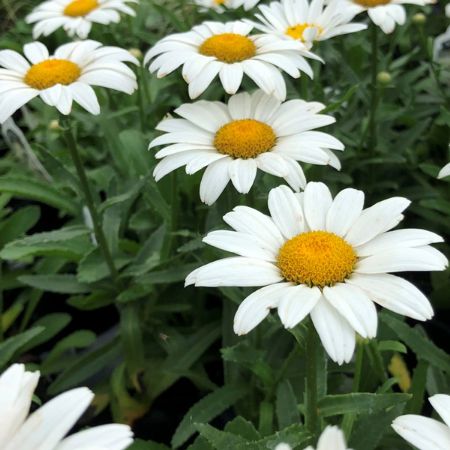 Picture for category White Flowering Perennials