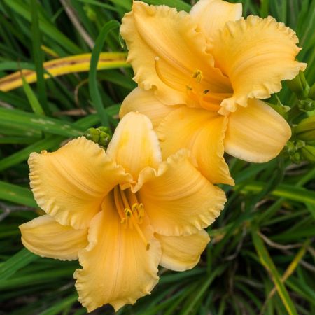 Picture for category Yellow Flowering Perennials