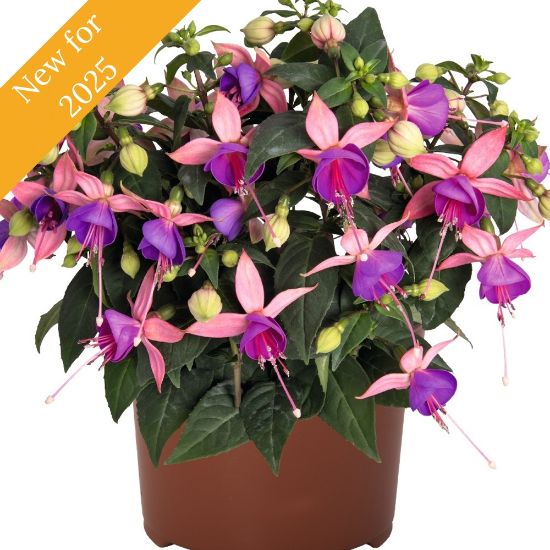 The Aretes Belfort Fuchsia plant features large, single pink and purple blooms