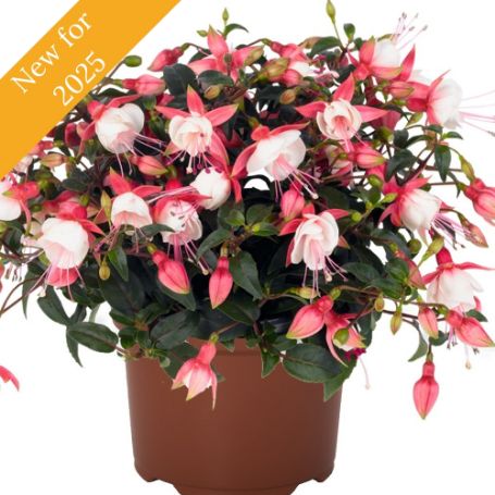 The Aretes Patio Princess Fuchsia plant displays large, single pink and white flowers