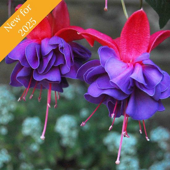 The Aretes Ringwood Market Fuchsia plant showcases red and purple bi-color blooms