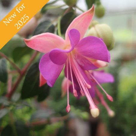 The Aretes Rio Grande Fuchsia plant displays large, double white and light purple flowers