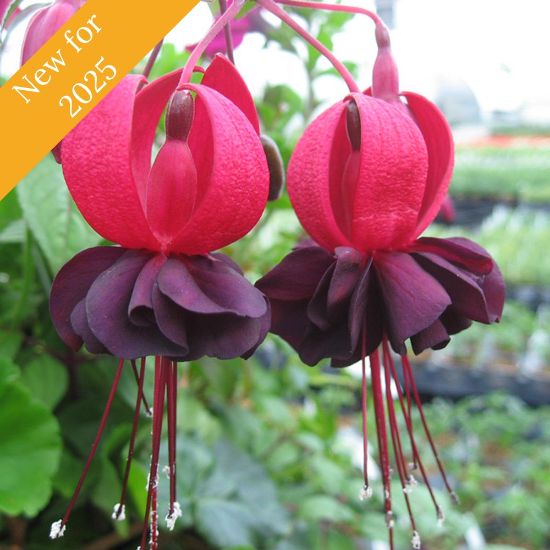 The Blacky Fuchsia plant showcases semi-double flowers with red sepals and dark purple corollas