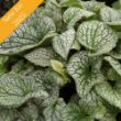 The Queen of Hearts Brunnera plant features heart-shaped leaves with a silver overlay and dark green veining