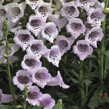 Picture for category Spring Blooming Perennial Plants