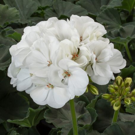 Picture of Mojo™ White Geranium Plant