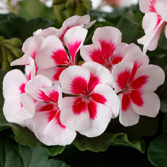 Picture of Mojo™ White Splash Geranium Plant