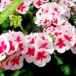 close up white zonal geranium flowers with pink centers