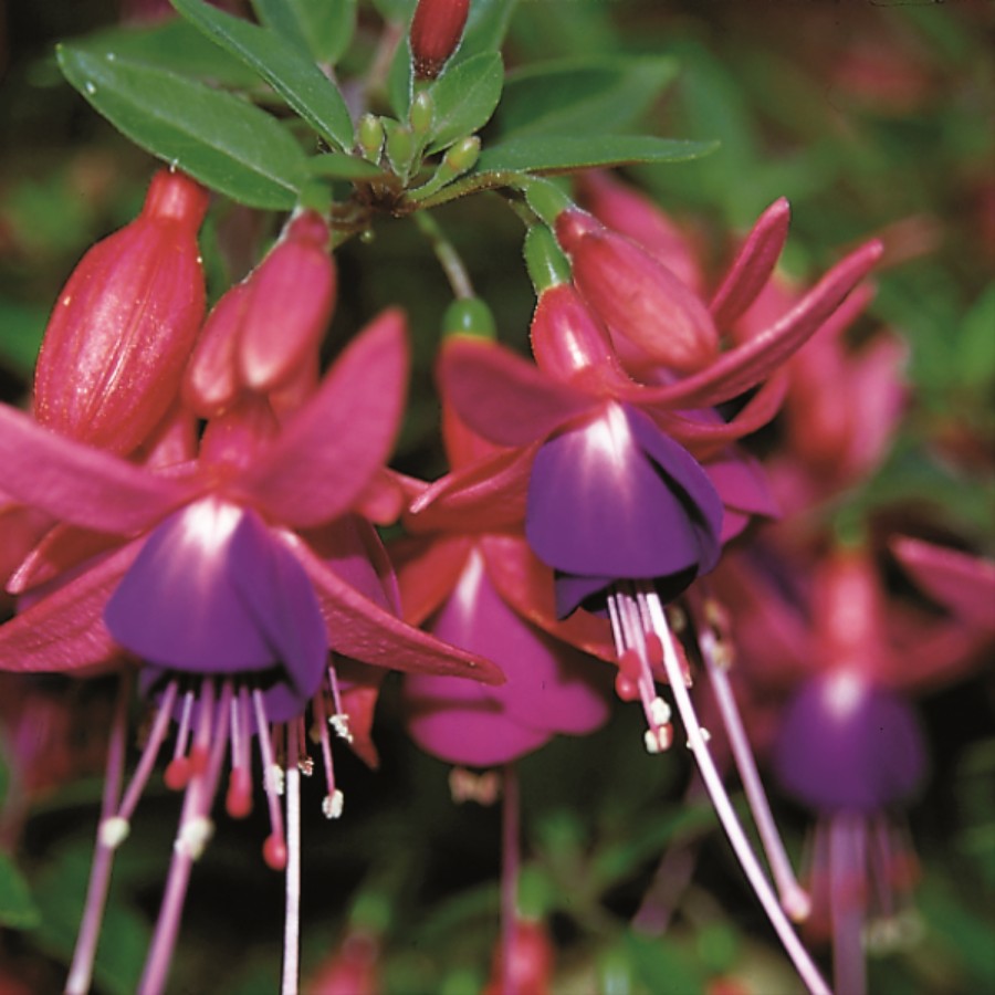 Picture of Standup Red Purple Fuchsia Plant