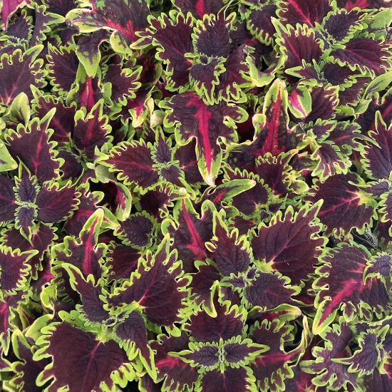 Picture of Terrascape Queen Coleus Plant