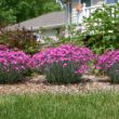 Picture of Firewitch Dianthus Plant