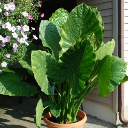 Picture for category Green Colored Plants