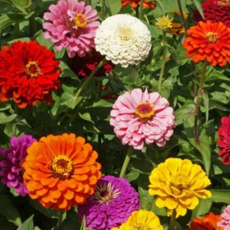 Picture for category Multicolored Plants