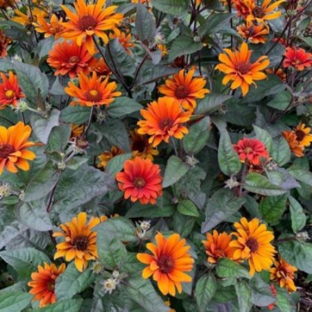 Picture for category Orange Flowering Plants