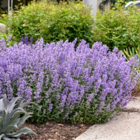 Picture for category Purple Flowering Plants