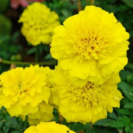 Picture for category Yellow Flowering Plants