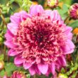 Picture of Mambo Dahlia Plant