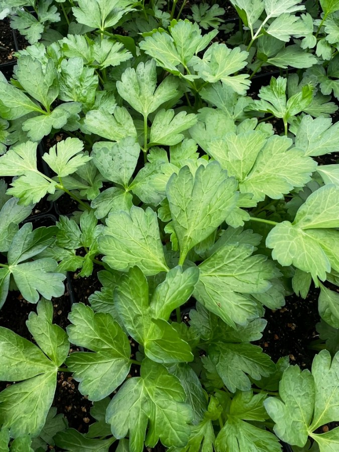 leafy flat leaf parsley herb plants