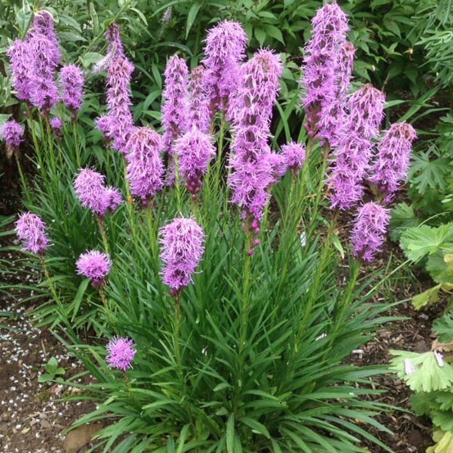 kobold plant with tall purple flowering spikes 