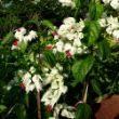 bleading heart vine plant full of white flowers with red leaves