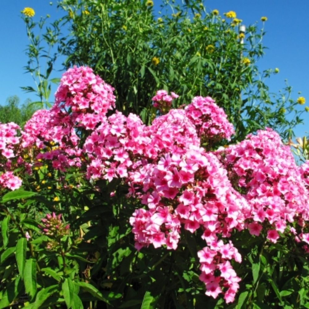 Picture for category Garden Phlox (Tall Phlox)