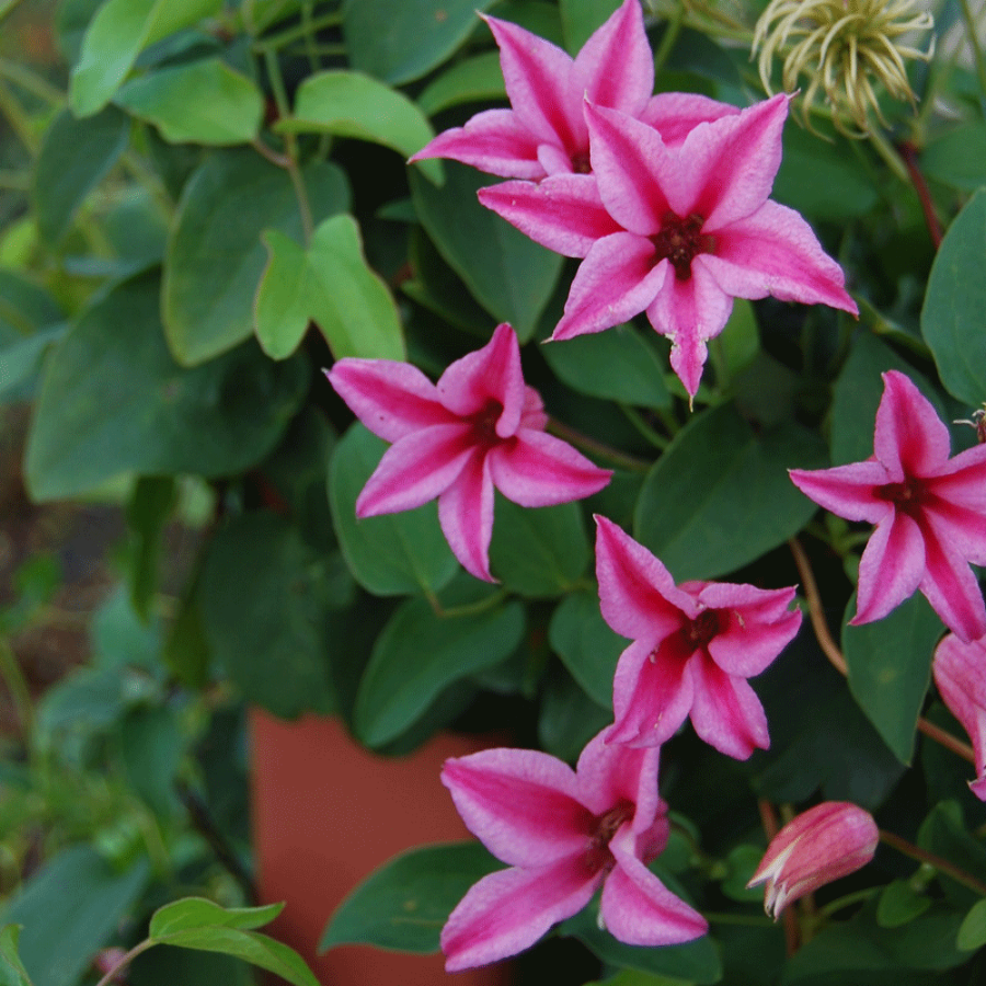 Picture of Duchess of Albany Clematis Plant