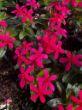 bright red annual vinca flowers in growjoys greenhouse