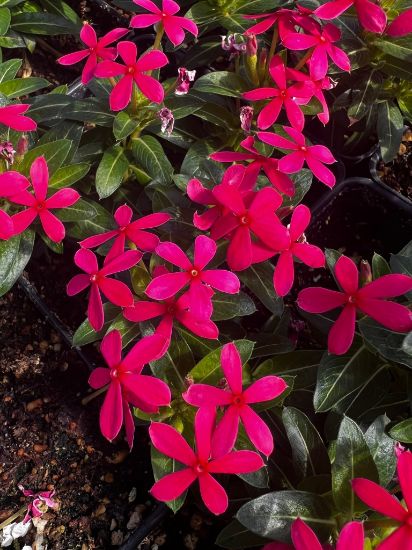 bright red annual vinca flowers in growjoys greenhouse