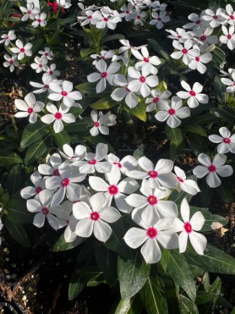 white annual vinca flowers with red centers in growjoys greenhouse