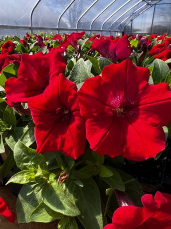 Picture of Surfinia® Deep Red Petunia Plant