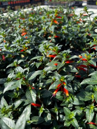 trays of garden ready vermillionaire cuphea plants in growjoys greenhouse