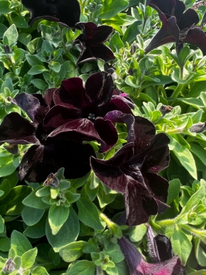 close up of crazytunia black mamba petunia flowers in growjoys greenhouse