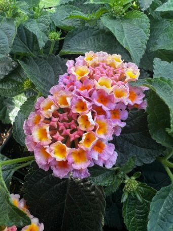 Picture of Bandana® Pink Lantana Plant