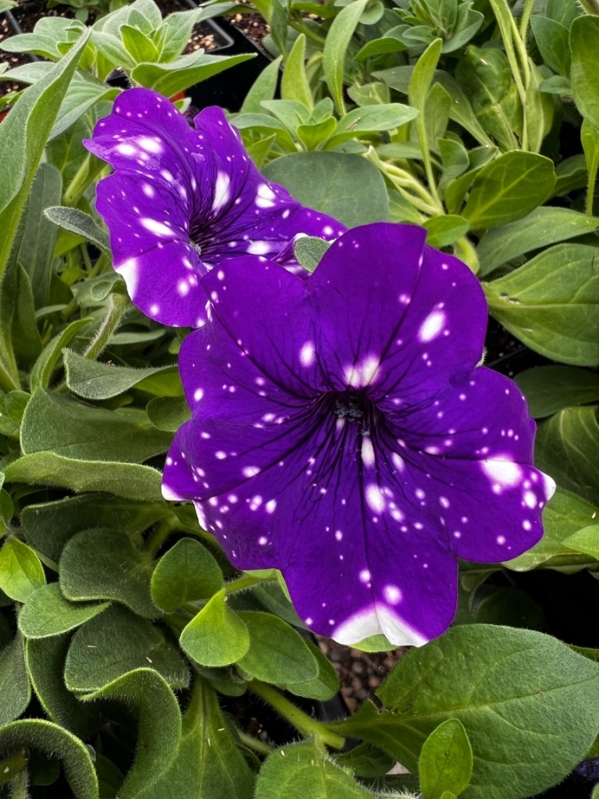 two purple petunia flowers with white spots in growjoys greenhouse