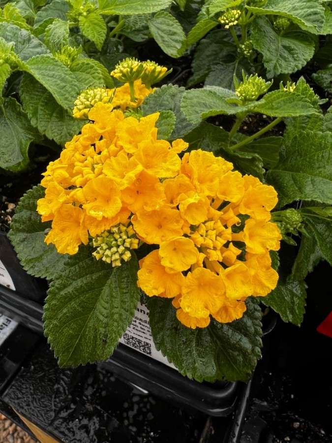 garden ready lantana plants with bright yellow flower in growjoys greenhouse