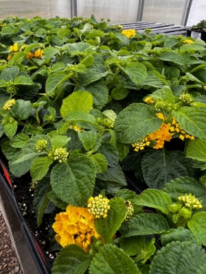 lantanas with bright yellow flower clusters in growjoys greenhouse