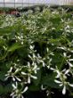 garden ready euphorbia plants with white flowers in growjoys greenhouse