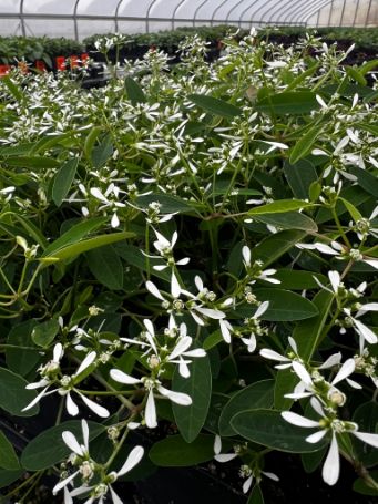 garden ready euphorbia plants with white flowers in growjoys greenhouse